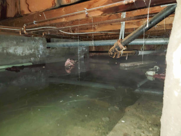 Best Water damage restoration near me  in East Prairie, MO